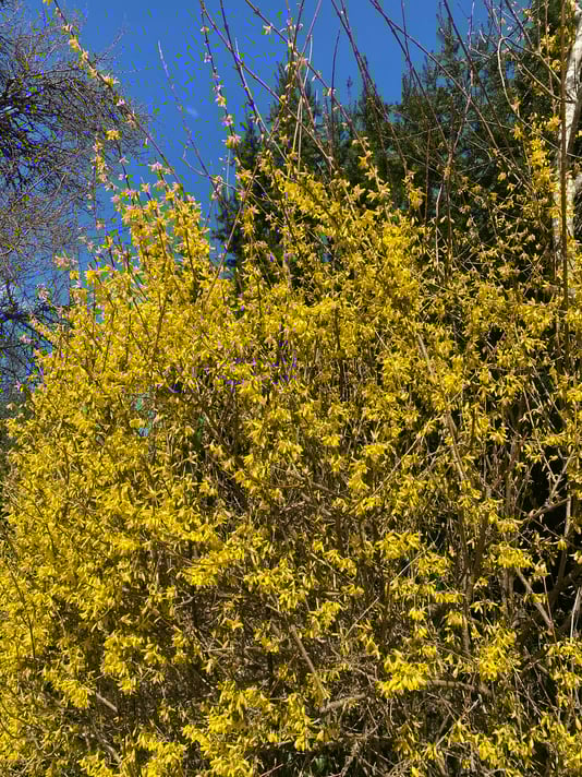 Bild_Frühlingsbusch